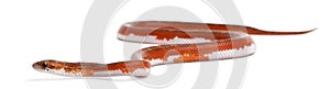 Scaleless Corn Snake, Pantherophis Guttatus photo