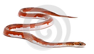 Scaleless Corn Snake, Pantherophis Guttatus