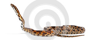 Scaleless Corn Snake, Pantherophis Guttatus