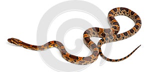 Scaleless Corn Snake, Pantherophis Guttatus photo