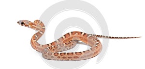 Scaleless Corn Snake, Pantherophis guttatus photo