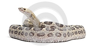 Scaleless Corn Snake, Pantherophis Guttatus photo
