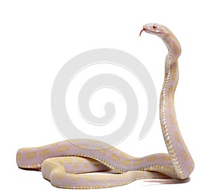 Scaleless Corn Snake, Pantherophis Guttatus photo