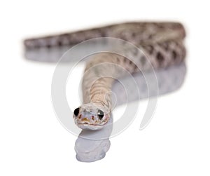 Scaleless corn snake or red rat snake, Pantherophis guttatus photo