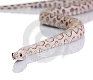 Scaleless corn snake or red rat snake photo