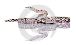 Scaleless corn snake or red rat snake photo