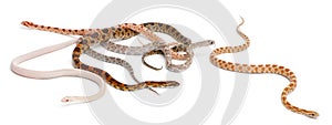 Scaleless Corn Snakes, Pantherophis Guttatus photo
