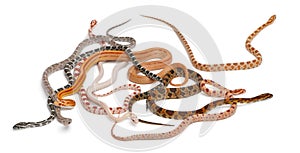 Scaleless Corn Snakes, Pantherophis Guttatus