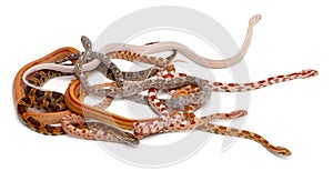 Scaleless Corn Snakes, Pantherophis Guttatus photo