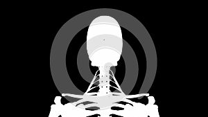 Scalene anterior muscles on skeleton