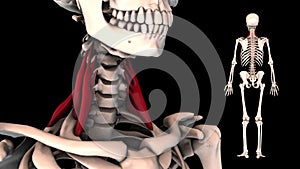 Scalene muscle - real color - 3D model