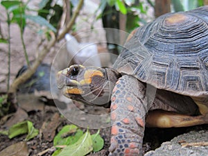 Scales and carapace photo