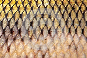 Scales of a large river fish close up photo