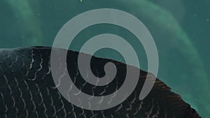 Scales in a sturgeon fish swimming in a aquarium