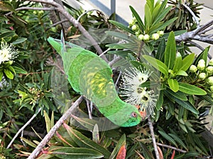 Scaley breasted lorikeet