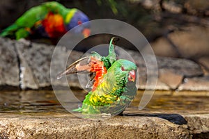 Scaley breasted lorikeet in the bird bath with rainbow lorikeet in the background