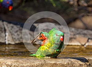 Scaley breasted lorikeet stretching in the bird bath photo