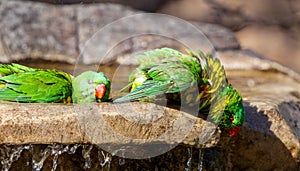 Scaley breasted lorikeet exiting the bird bath