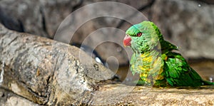 Scaley breasted lorikeet looking to its right