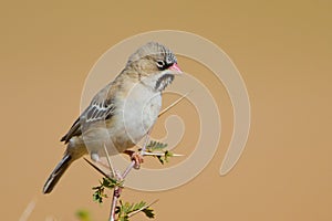 Scaley Headed Finch