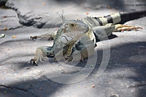 Scaley Iguana Lizard on a Resting on a Rock