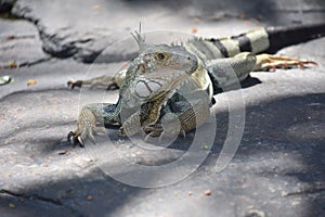 Scaley Iguana Lizard on a Resting on a Rock photo