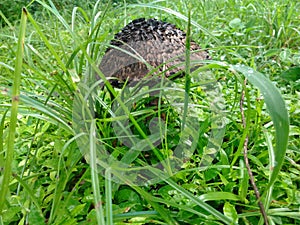 Scaley Mushroom in the Grass photo