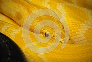 Scaley Skin of a Burmese Python photo