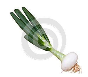 Scallion photo