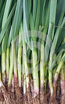 Scallion