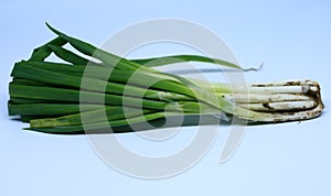 Scallion or daun bawang photo