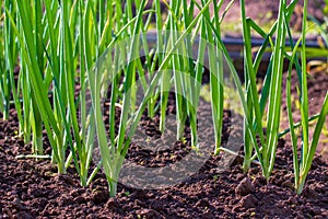 Scallion. Green onions growing in a bed. Salad onions