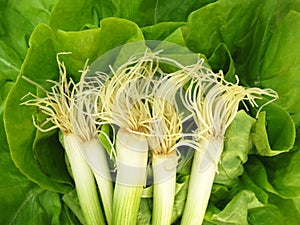 Scallion green spring onion and lettuce