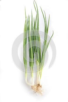 Scallion or spring onion photo