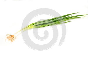 Scallion or spring onion photo