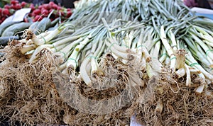 Scallions, also known as green onions or spring onions or sibies