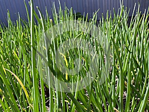 Scallions Or Green Onions, Young Spring Green Leaf Leaves Growing In Vegetable Garden
