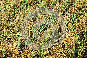 Scallions on a vegetable garden bed with straw