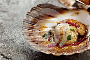 Scallop