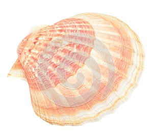 Scallop