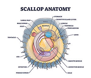 Scallop anatomy with marine bivalve mollusk inner structure outline diagram