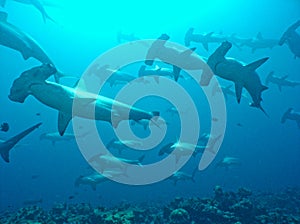 Scallop Hammerheads