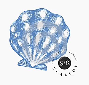 Scallop illustration. Hand drawn vector seafood illustration. Engraved style seashell. Retro mollusk image. Pearl shell