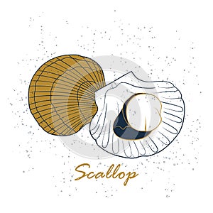 Scallop logo. Hand drawn vector illustration isolated on white background. Seafood, fish market label, infographics, food