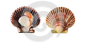 Scallop mollusk in the shell isolated on white