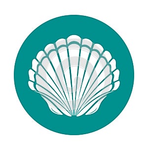 Scallop sea shell