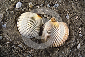 Scallop sea shell on the sand background light paintings