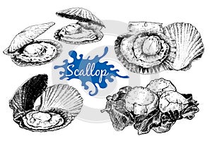 Scallop sea shell, sketch style vector illustration.