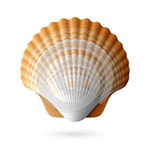 Scallop seashell