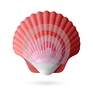 Scallop seashell